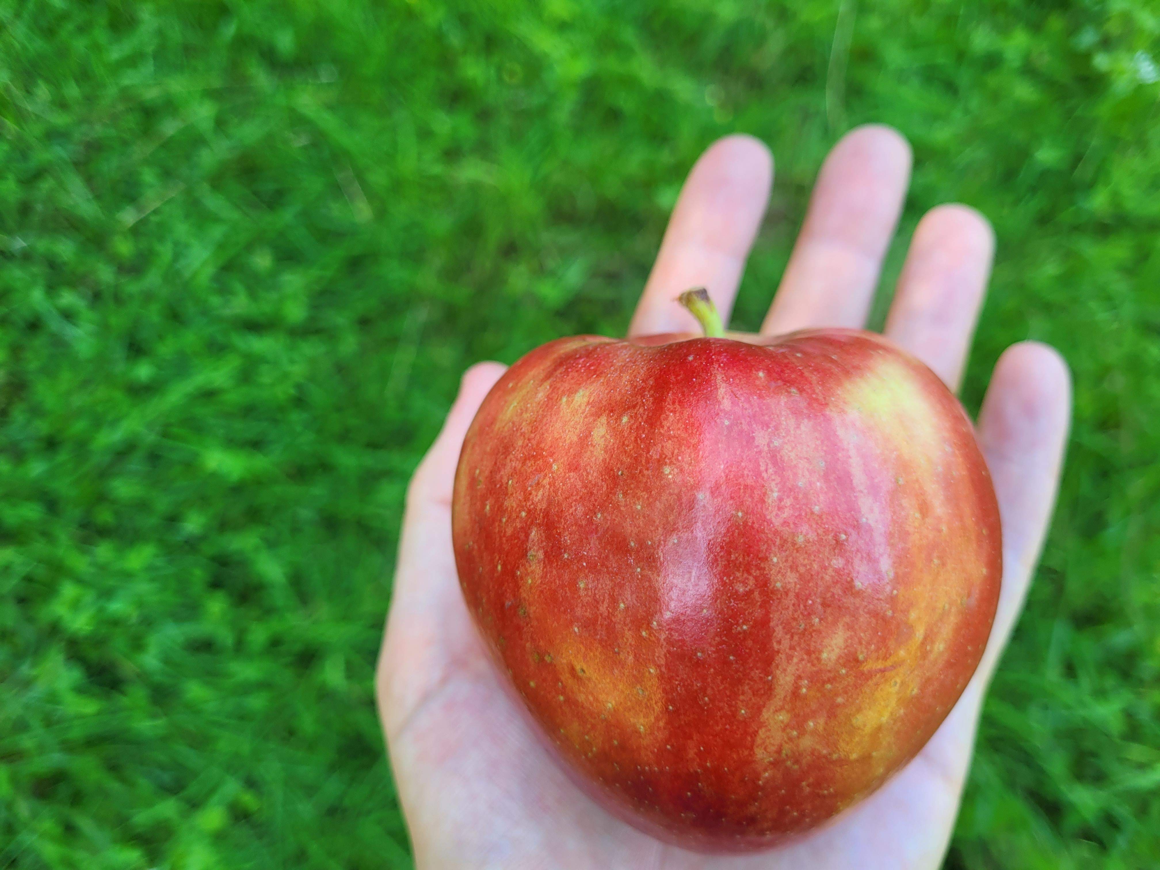 Zdjęcie na którym widać świeże jabłko na tle natury