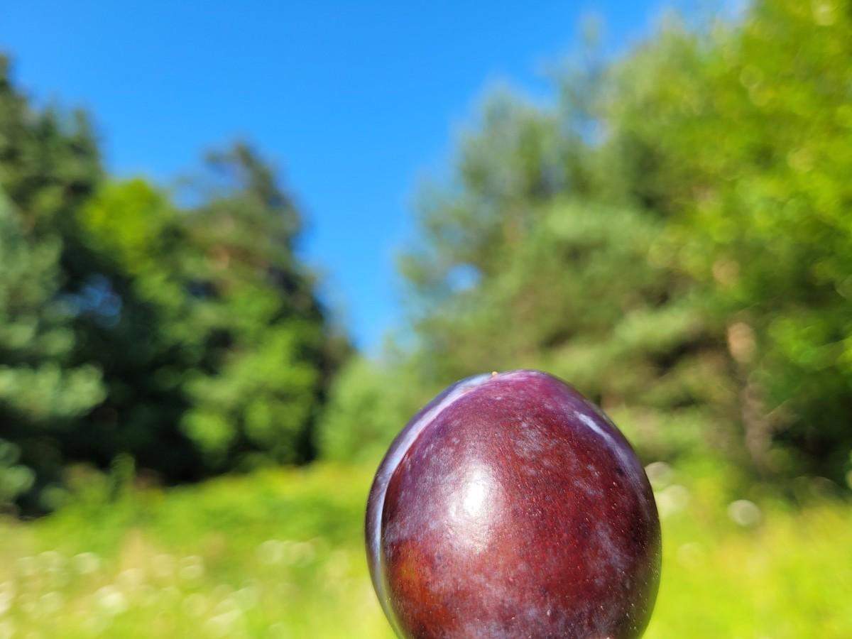 Dojrzała śliwka w naturalnym świetle, na tle zielonego lasu i błękitnego nieba – letnia fotografia owocu w plenerze.