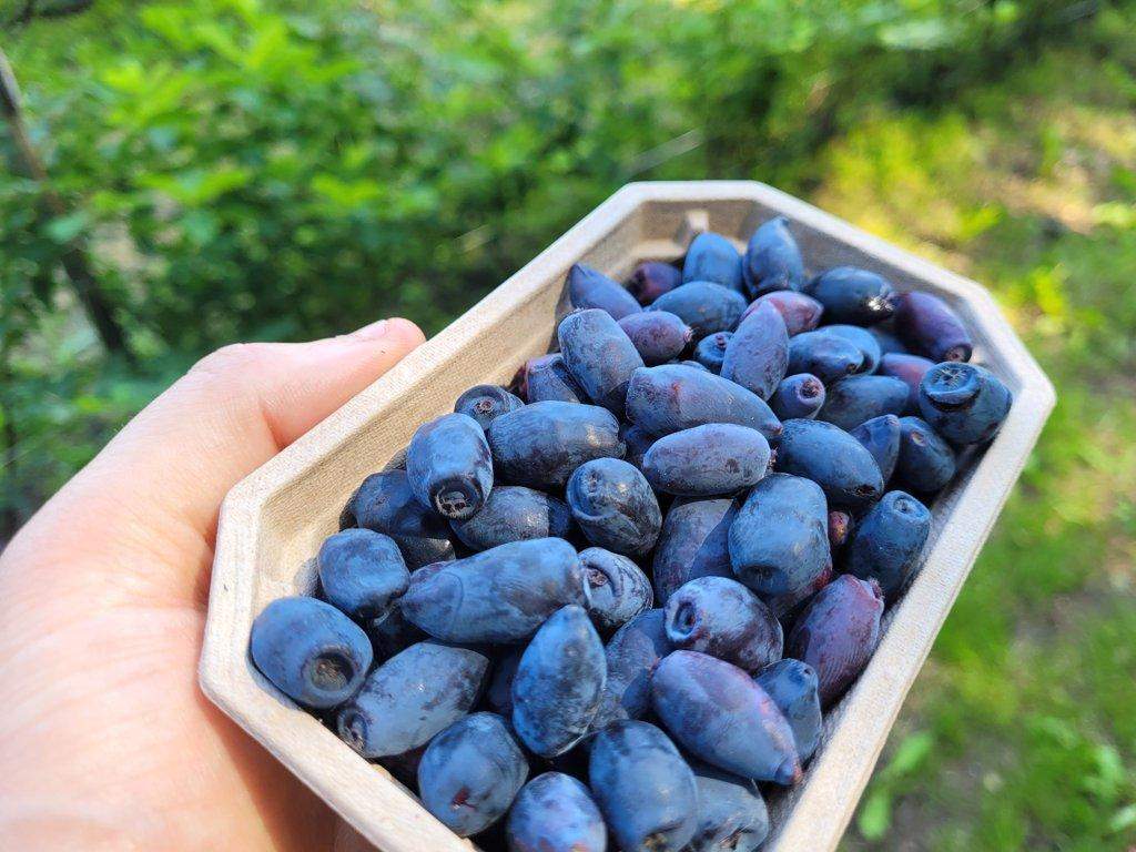 Jagoda kamczacka na krzewie – dojrzałe, granatowe owoce wśród zielonych liści, naturalne zdjęcie owocu jagody kamczackiej