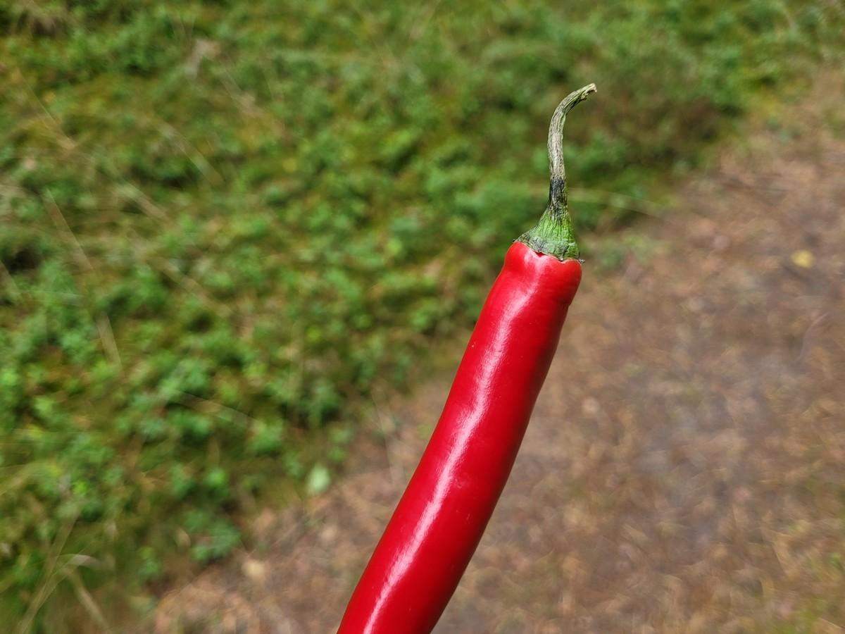 Zdjęcie czerwonej papryczki na tle natury