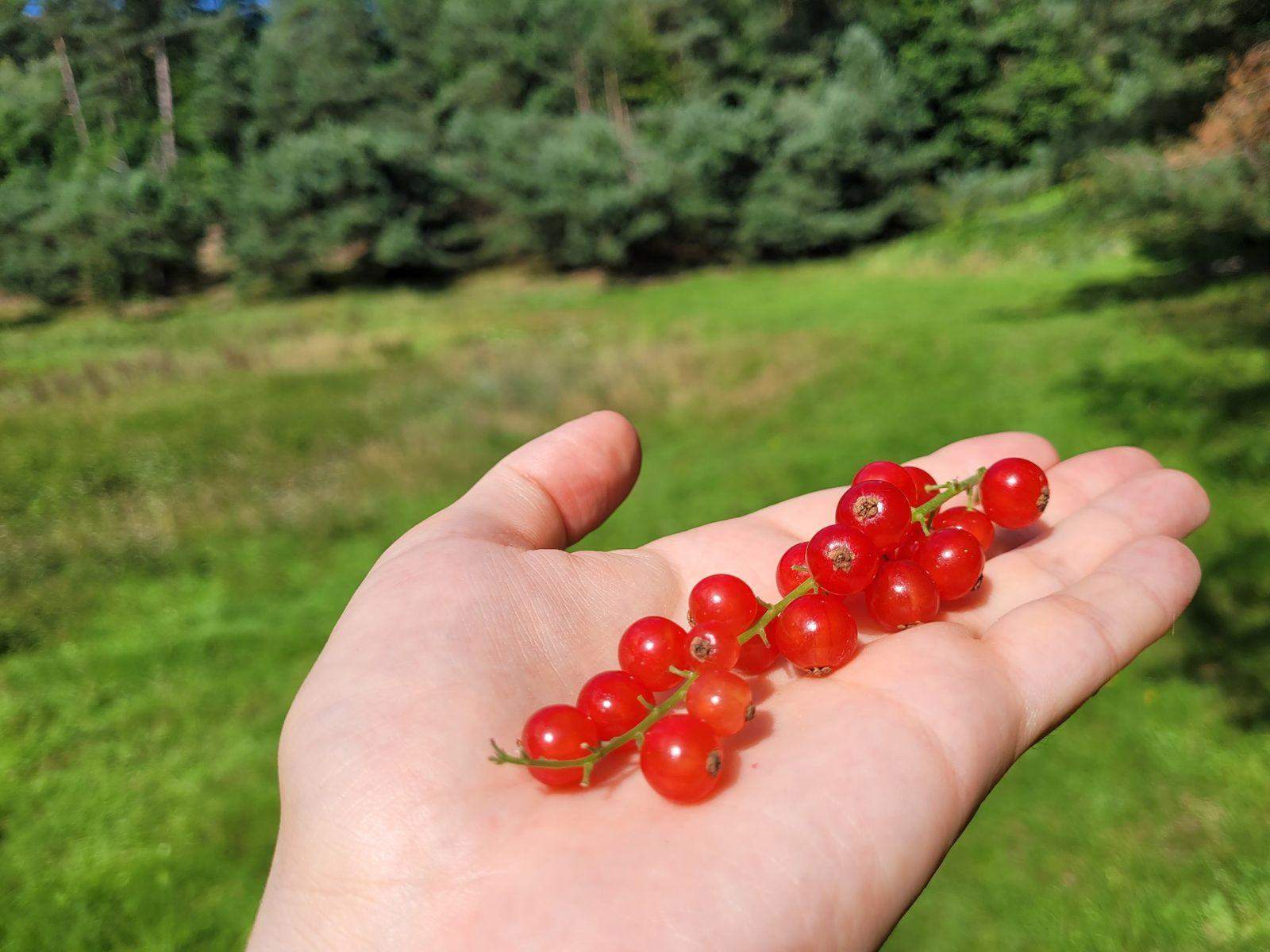 Czerwona porzeczka na dłoni w letnim słońcu, na tle natury